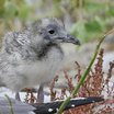 Swallow-tailed Gull